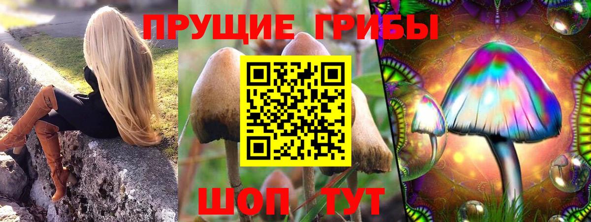 Псилоцибиновые грибы Cubensis  Вход с VPN  Павловский Посад  Псилоцибиновые грибы GOLDEN TEACHER 